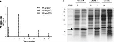 Modulatory actions of Echinococcus granulosus antigen B on macrophage inflammatory activation